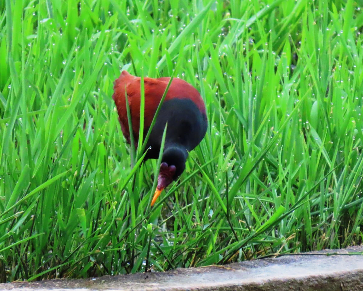 Wattled Jacana - ML659248873