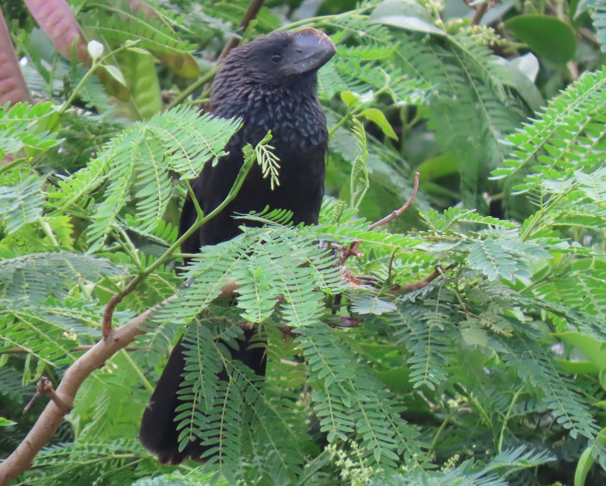 Smooth-billed Ani - ML659248904