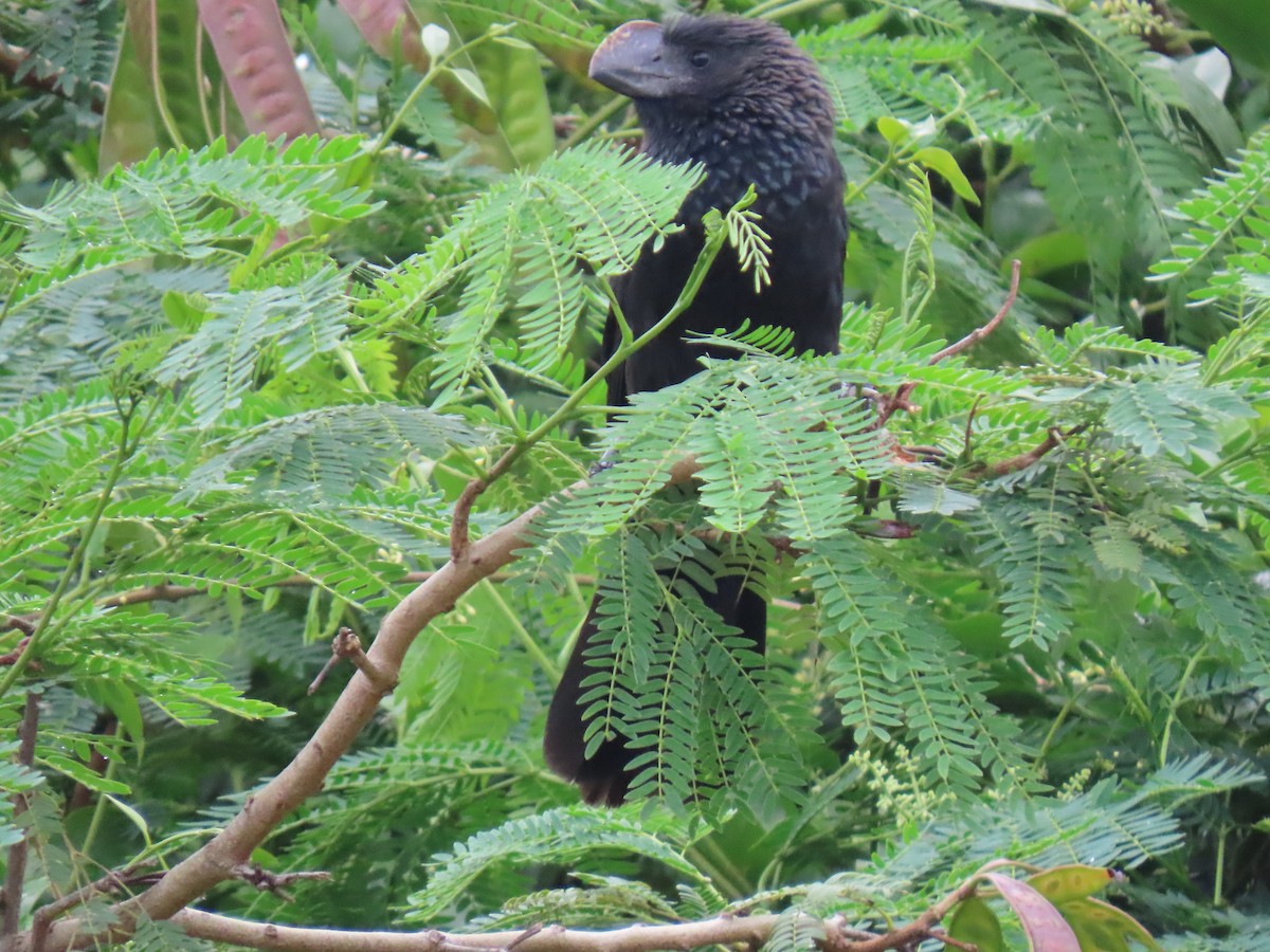 Smooth-billed Ani - ML659248905