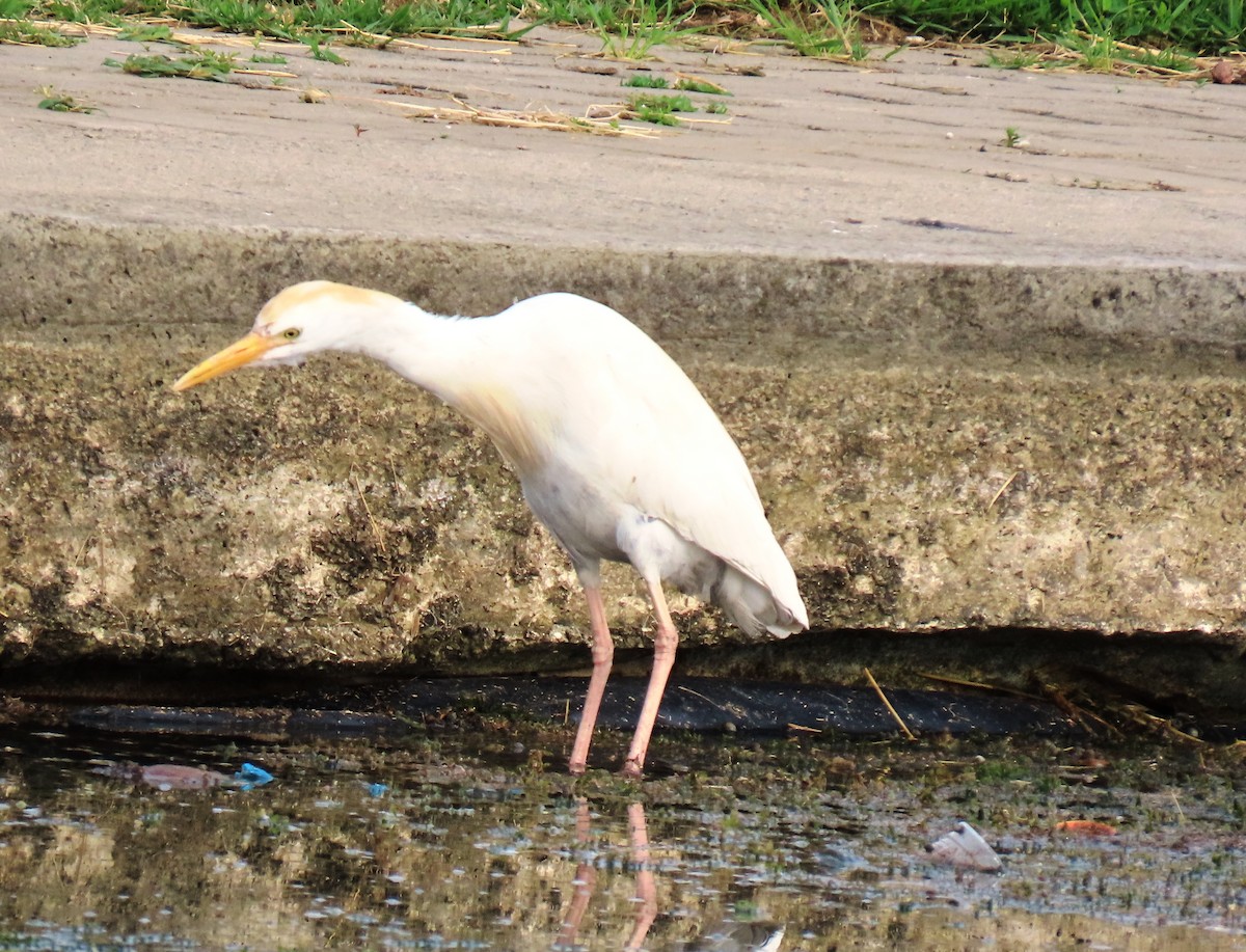 Western Cattle-Egret - ML659248976