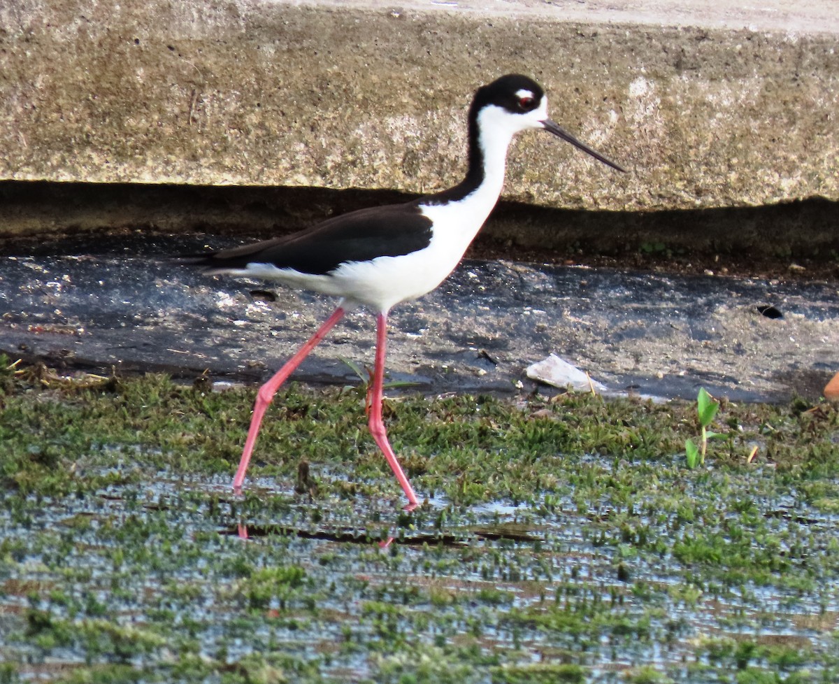 Black-necked Stilt - ML659248982