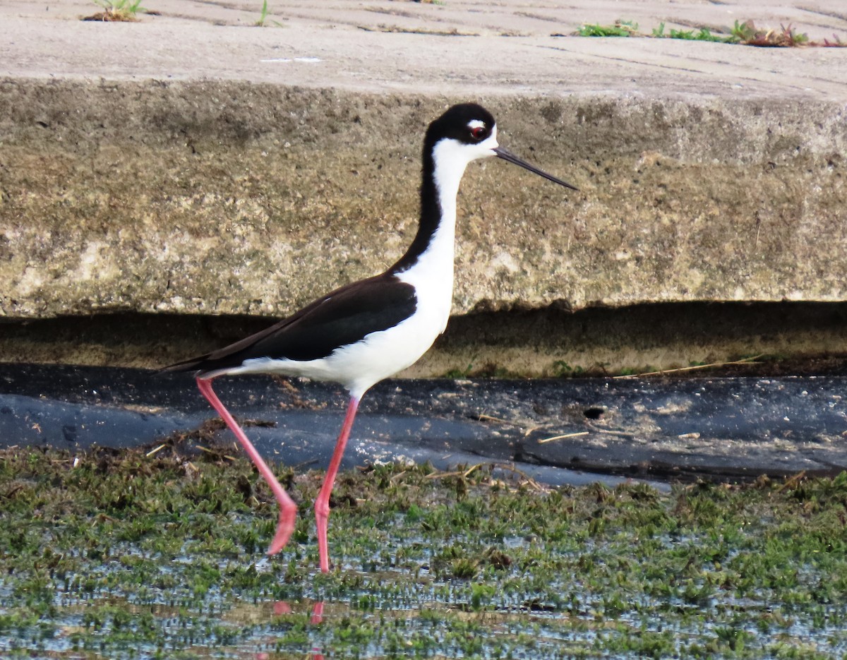 Black-necked Stilt - ML659248983