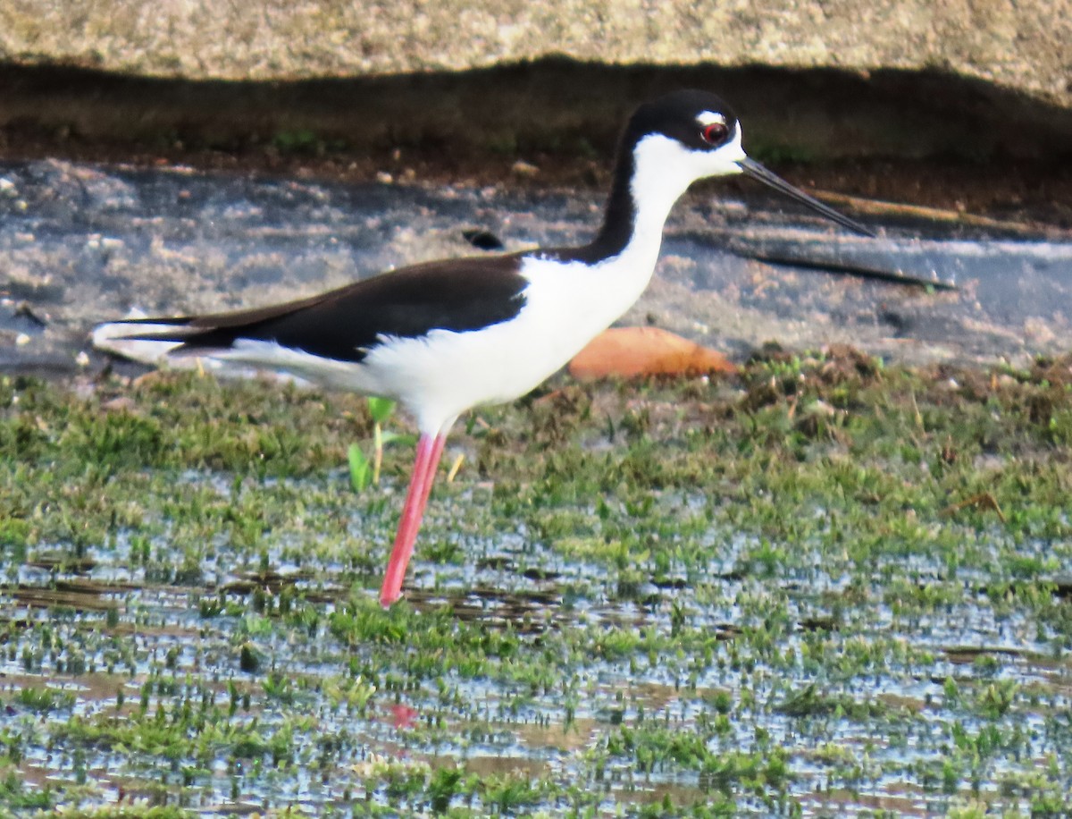 Black-necked Stilt - ML659248984