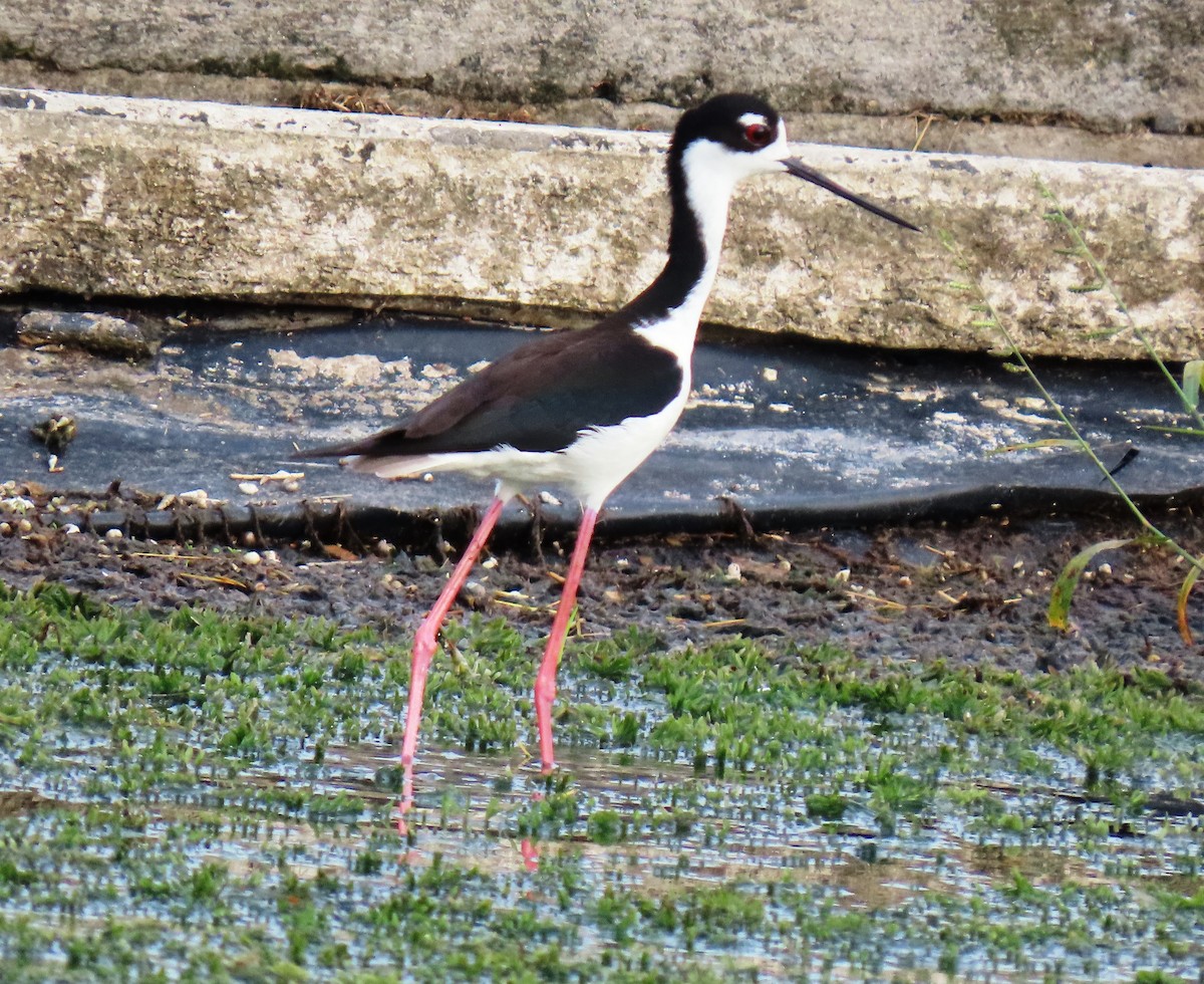 Black-necked Stilt - ML659248985