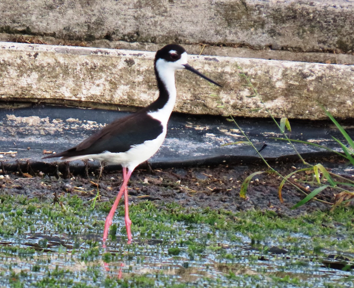 Black-necked Stilt - ML659248986