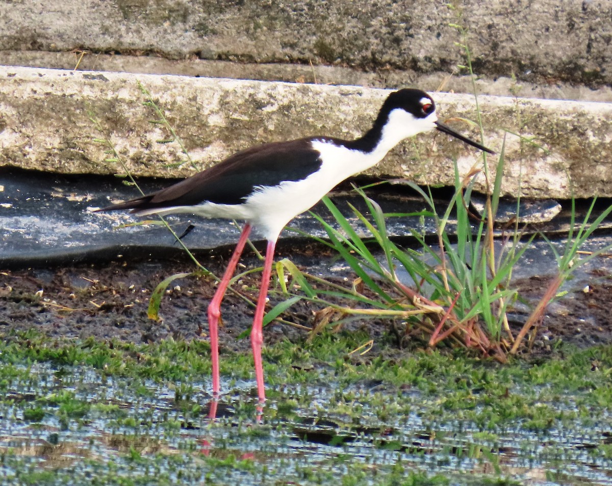 Black-necked Stilt - ML659248987