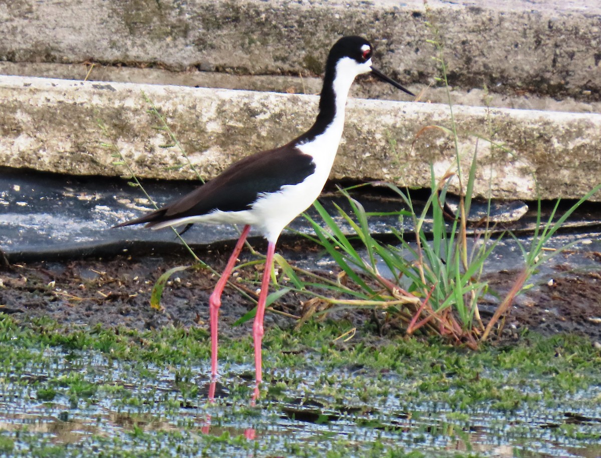 Black-necked Stilt - ML659248988