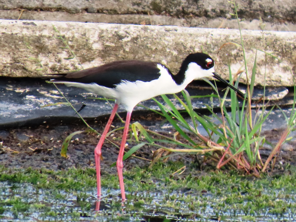 Black-necked Stilt - ML659248990