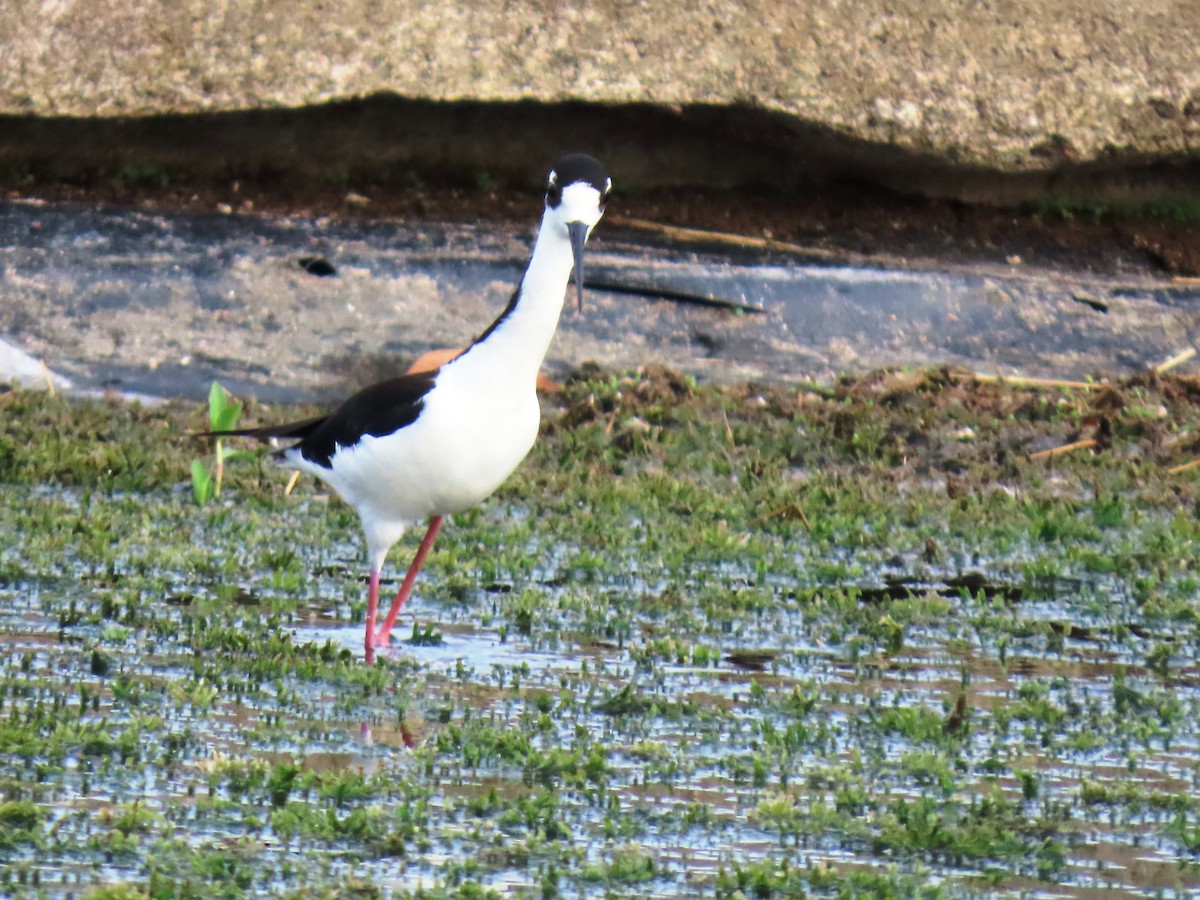 Black-necked Stilt - ML659248991