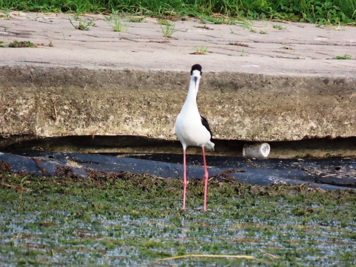 Black-necked Stilt - ML659248995