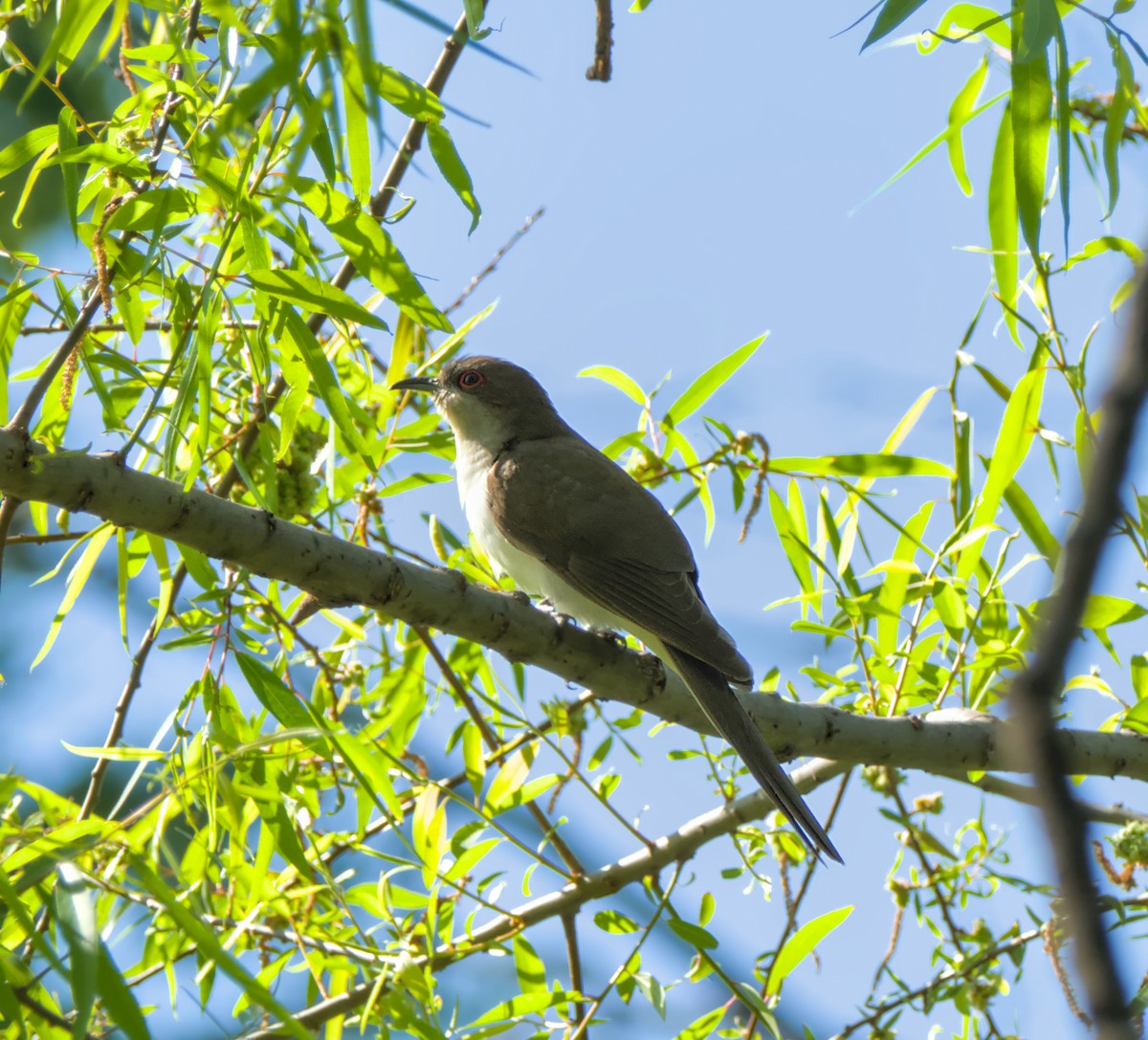 Black-billed Cuckoo - ML659249043