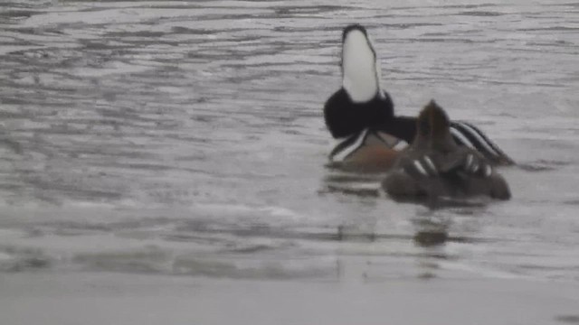 Hooded Merganser - ML659249269