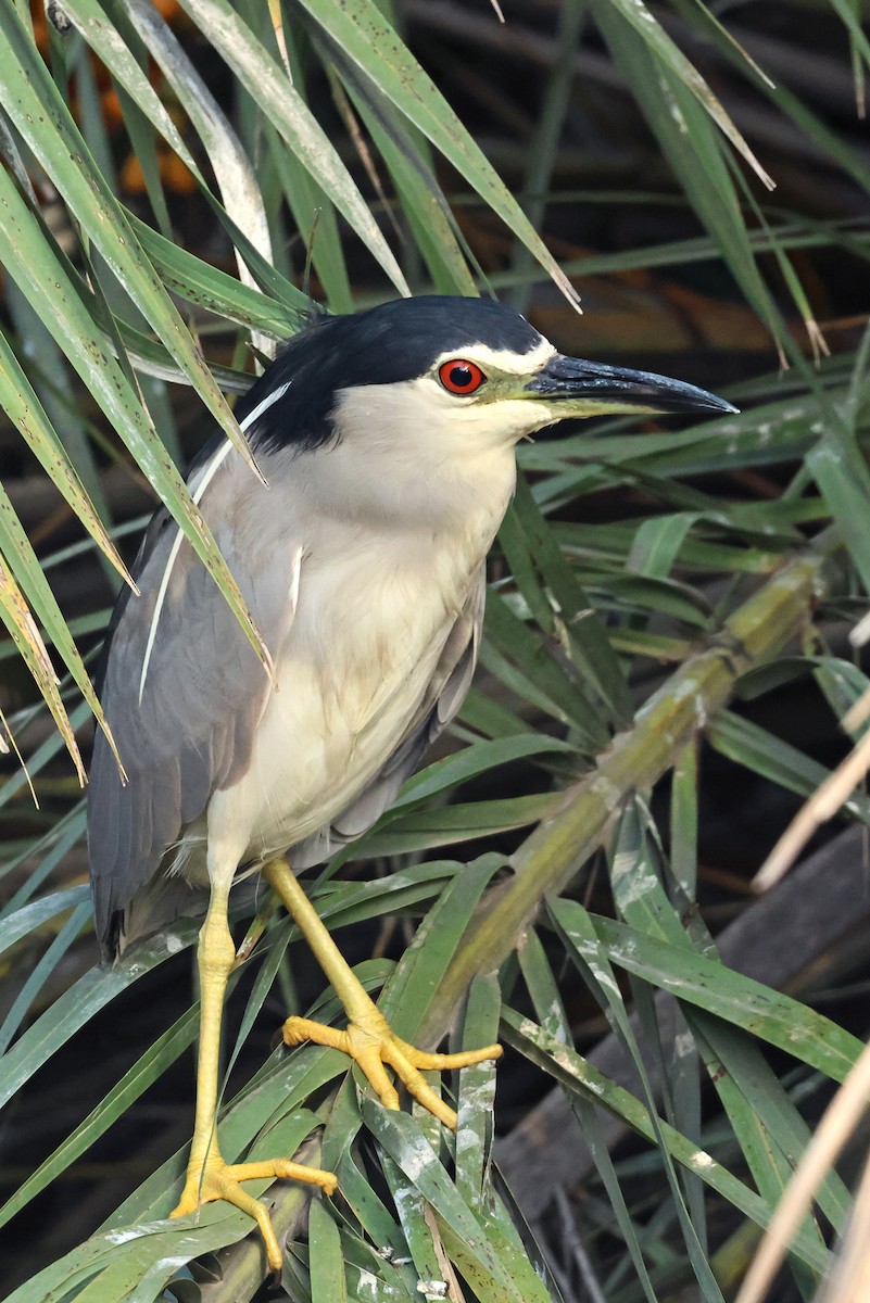 Nitticora - ML659249277