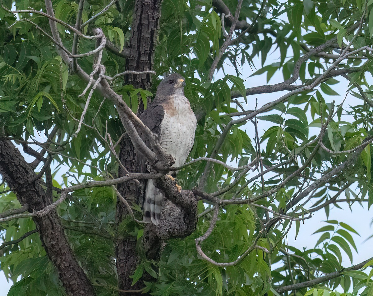 Short-tailed Hawk - ML659249487
