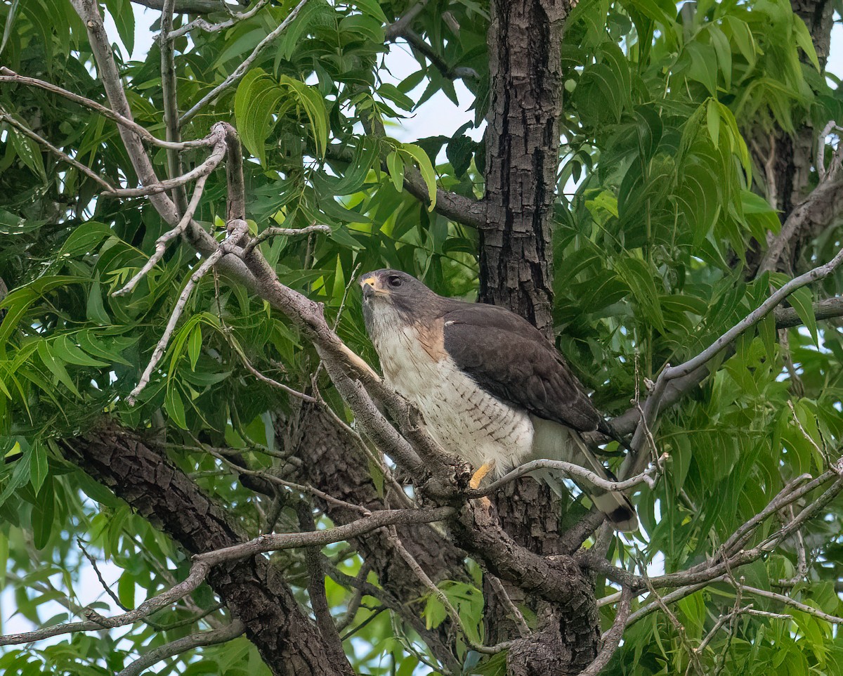 Short-tailed Hawk - ML659249488