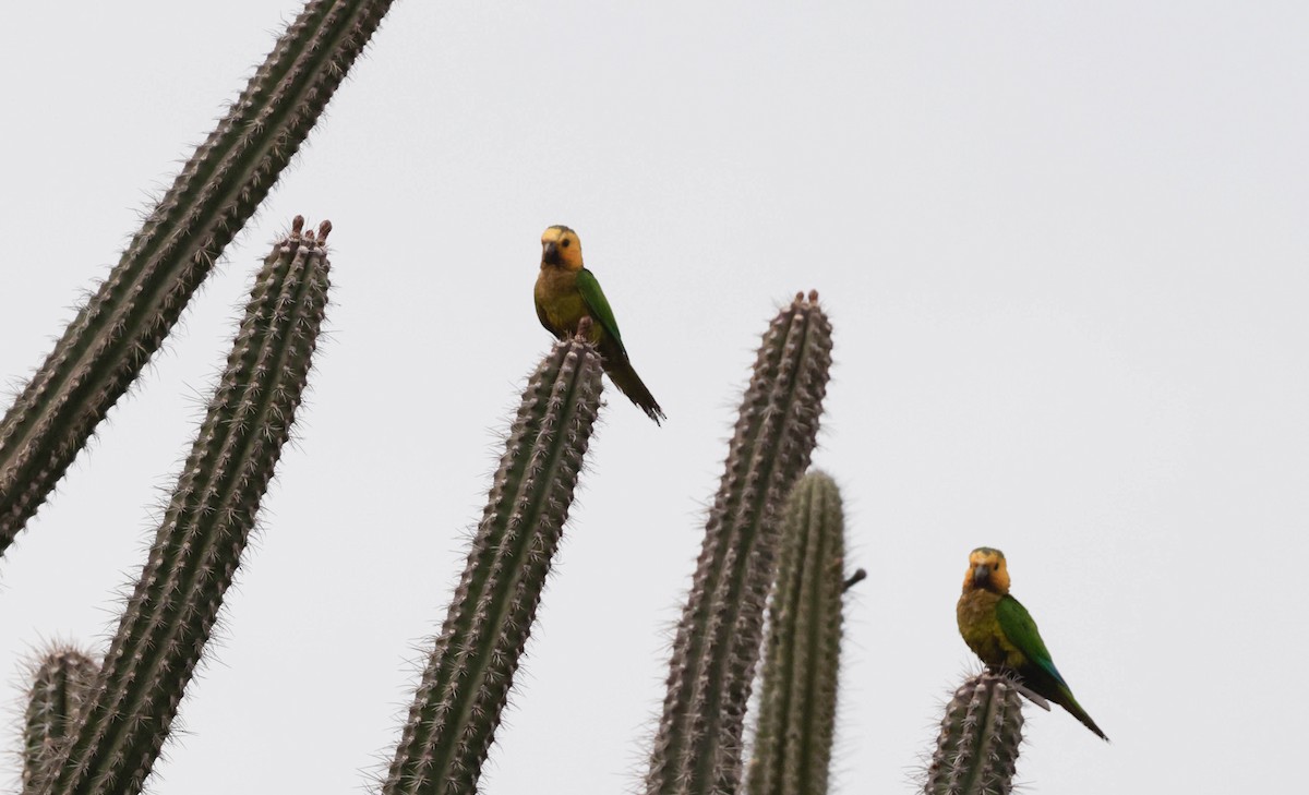 Aratinga Pertinaz - ML659249565