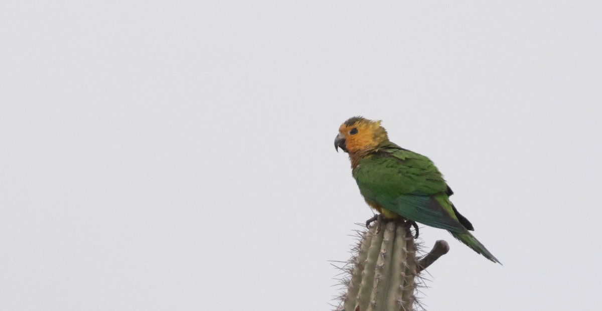 Aratinga Pertinaz - ML659249575