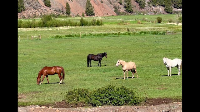 Domestic Horse - ML659249881