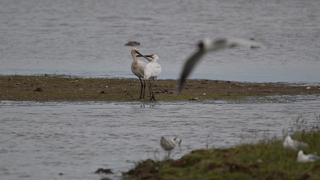 skjestork - ML659249901