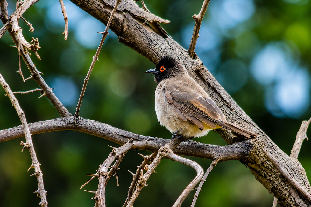 Black-fronted Bulbul - ML659250471