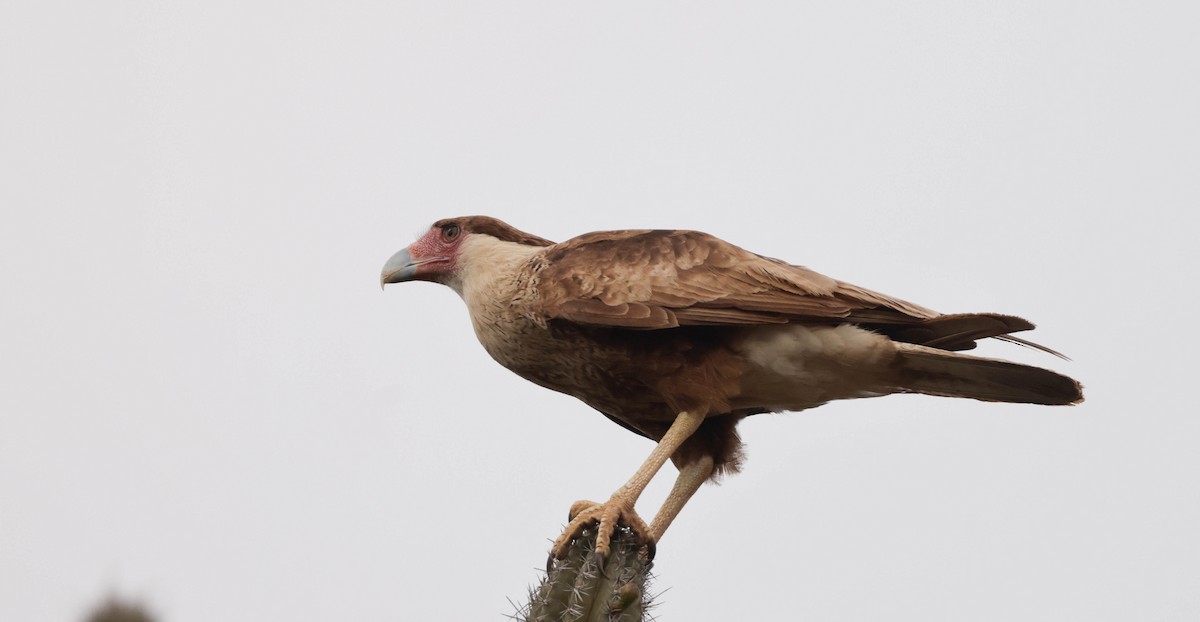 Caracara Carancho - ML659250674