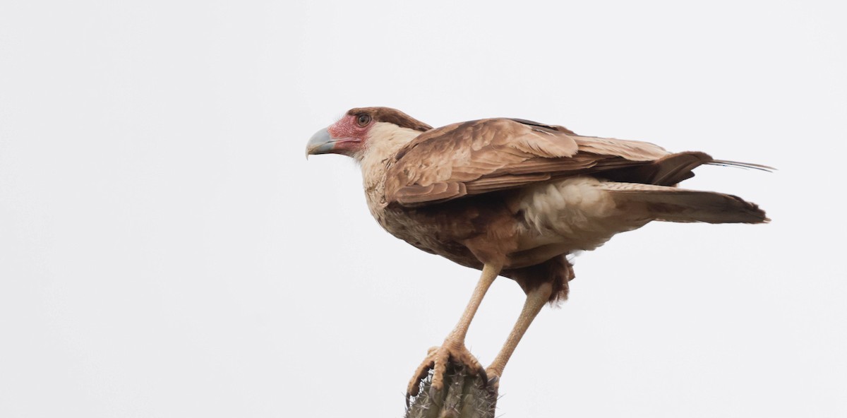 Caracara Carancho - ML659250680