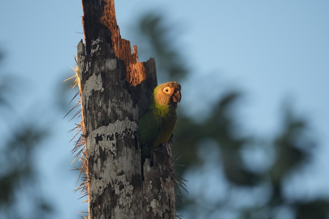 Dusky-headed Parakeet - ML659250787