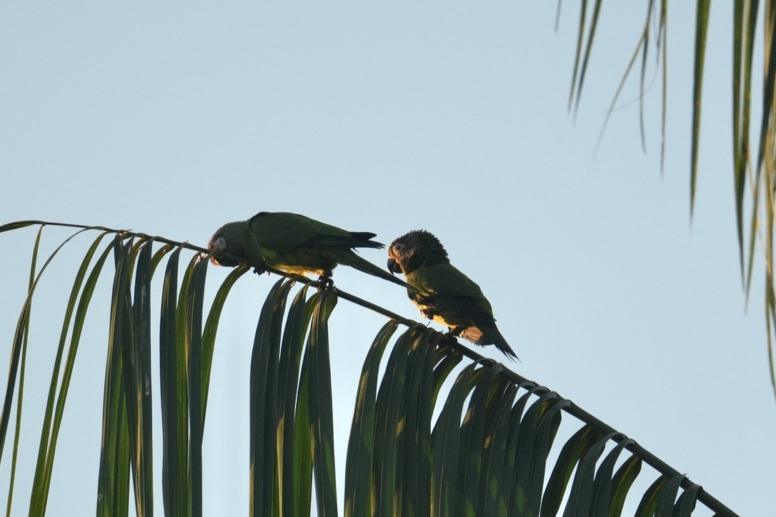 Dusky-headed Parakeet - ML659250788