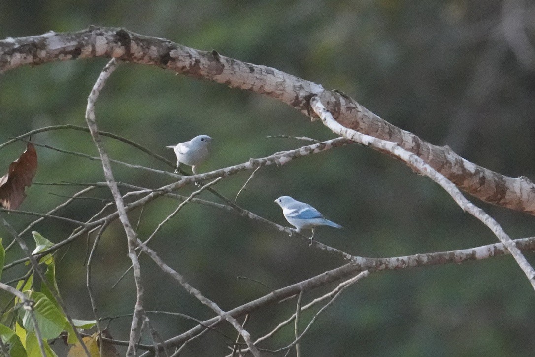 Blue-gray Tanager - ML659250859
