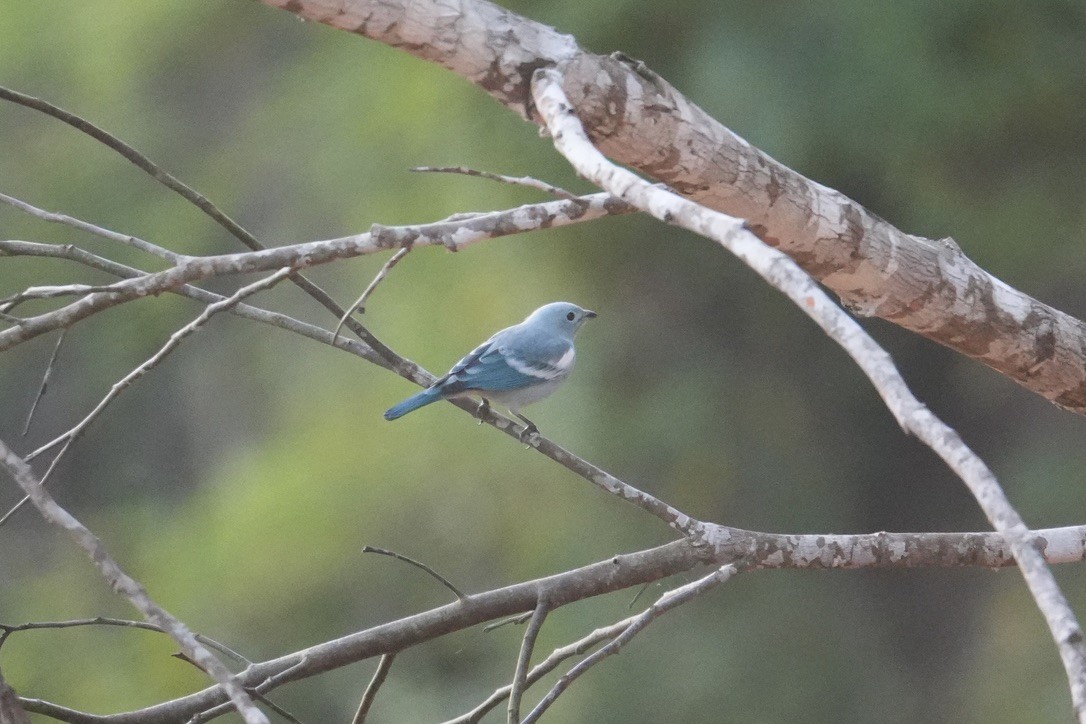 Blue-gray Tanager - ML659250860