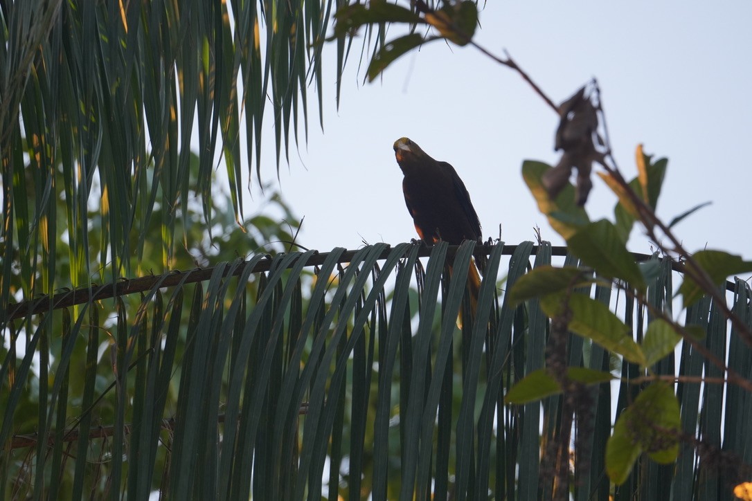 Russet-backed Oropendola - ML659250947