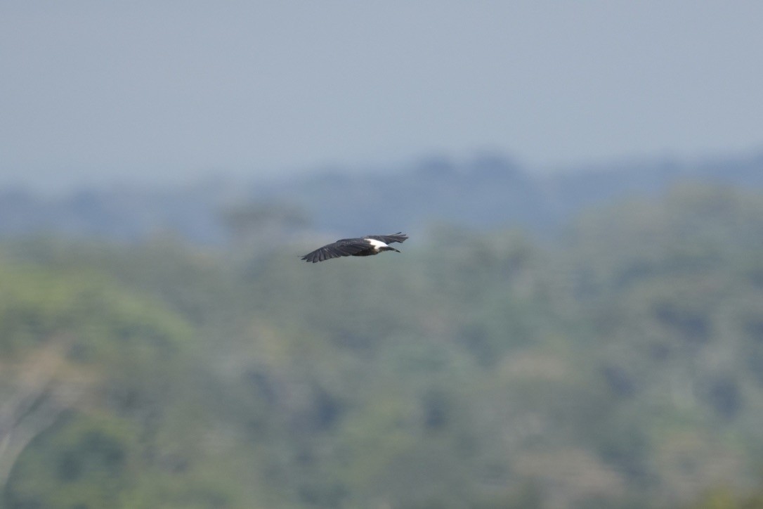 White-banded Swallow - ML659251104