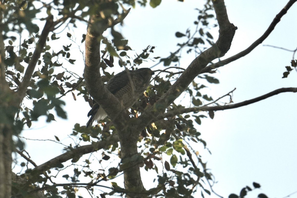 Roadside Hawk - ML659251362