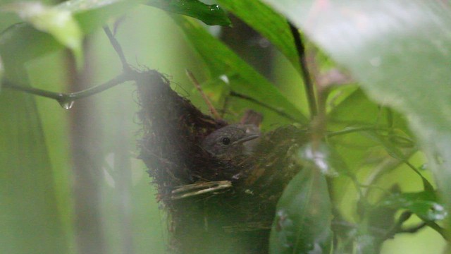 Salvadori's Antwren - ML659251897