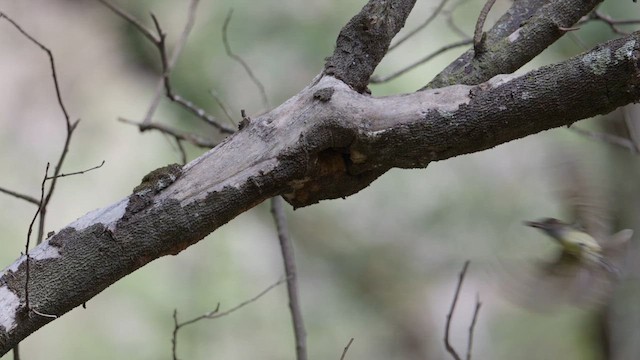 mørkhettetyrann - ML659251905