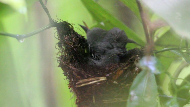 Salvadori's Antwren - ML659251912
