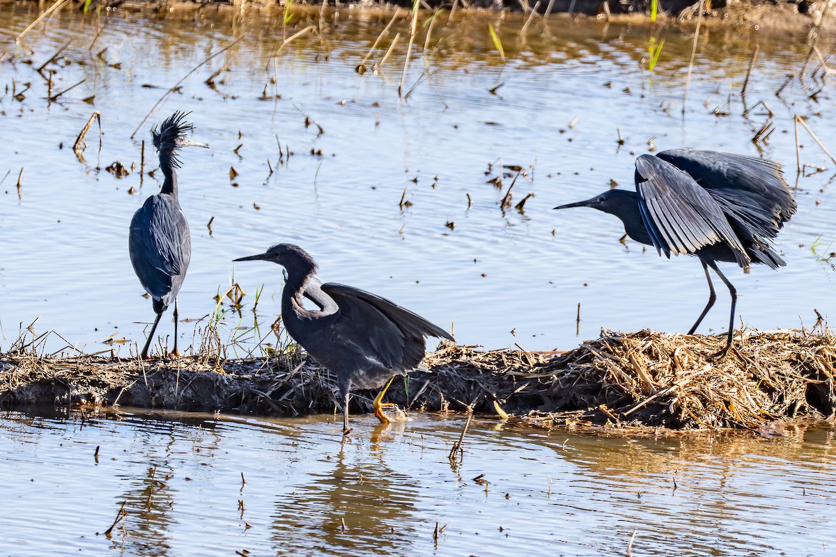 Black Heron - ML659252152
