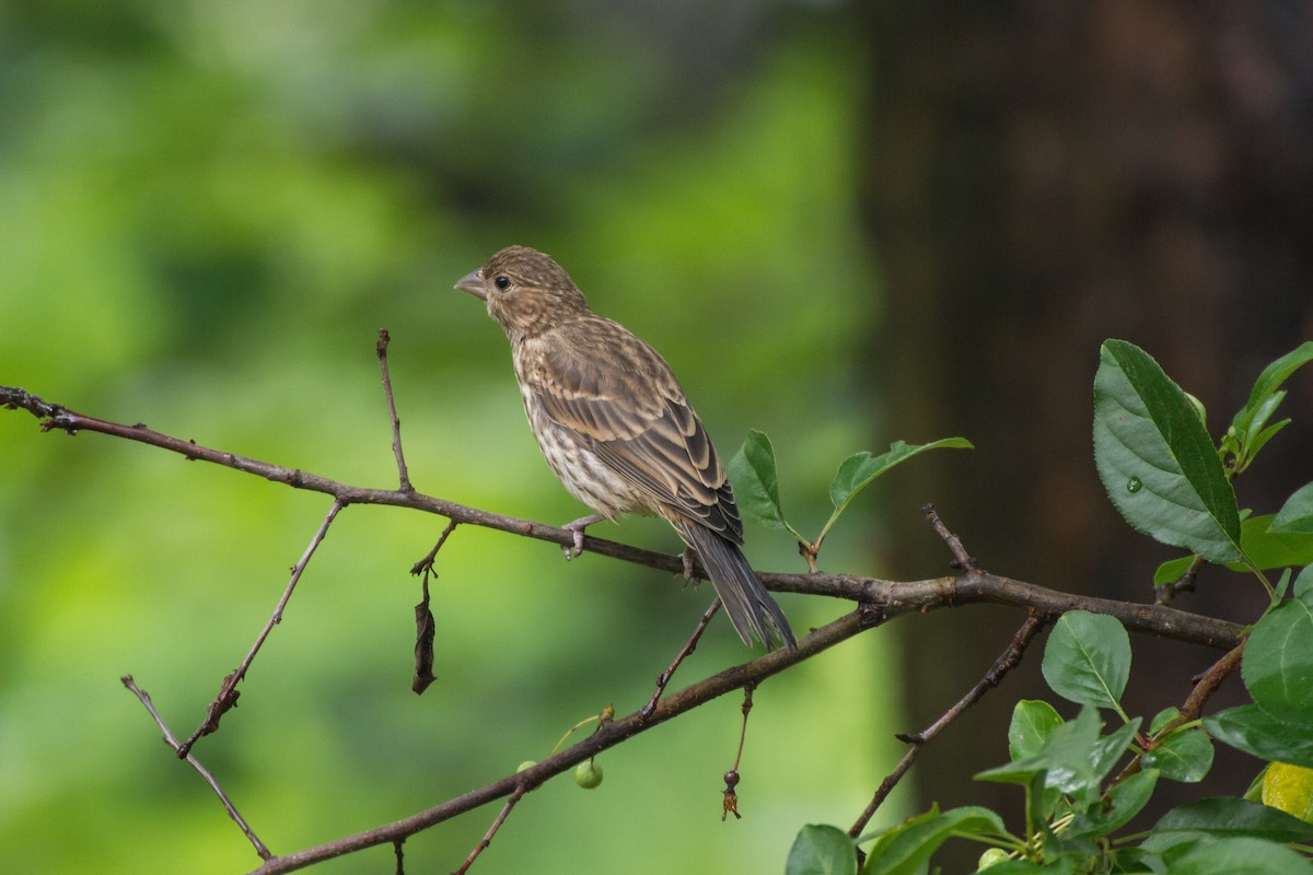 House Finch - ML659252285