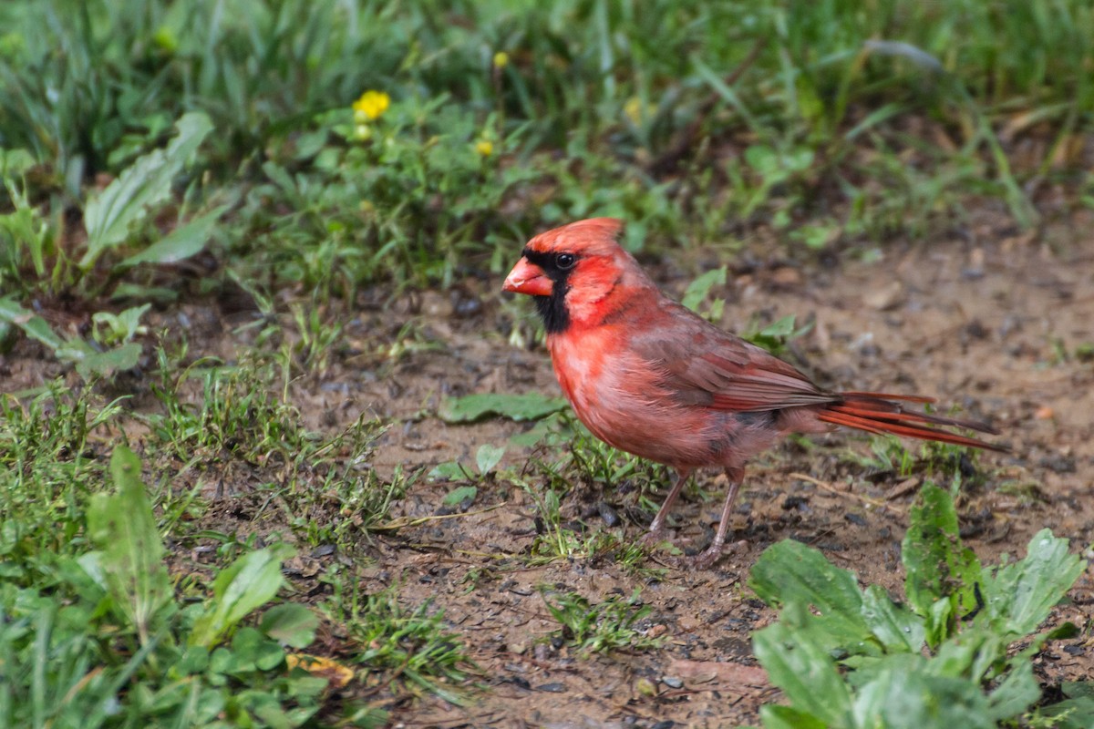 Northern Cardinal - ML659252307