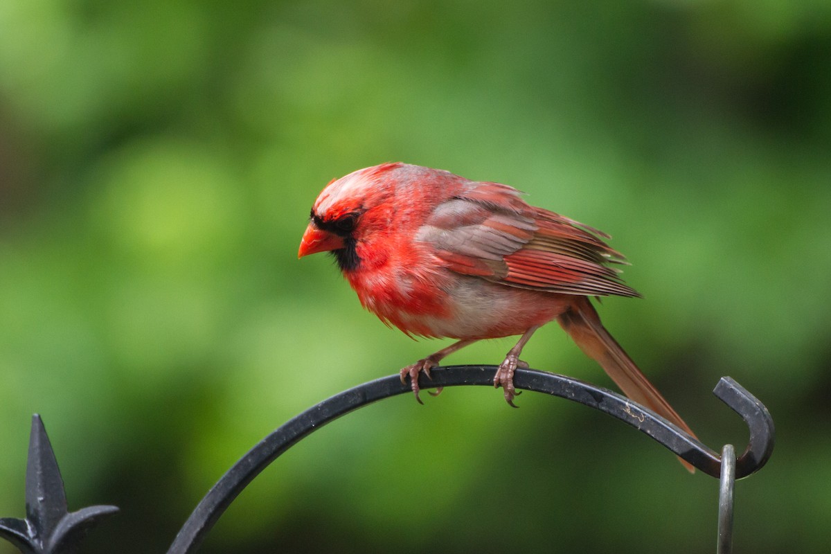 Northern Cardinal - ML659252308