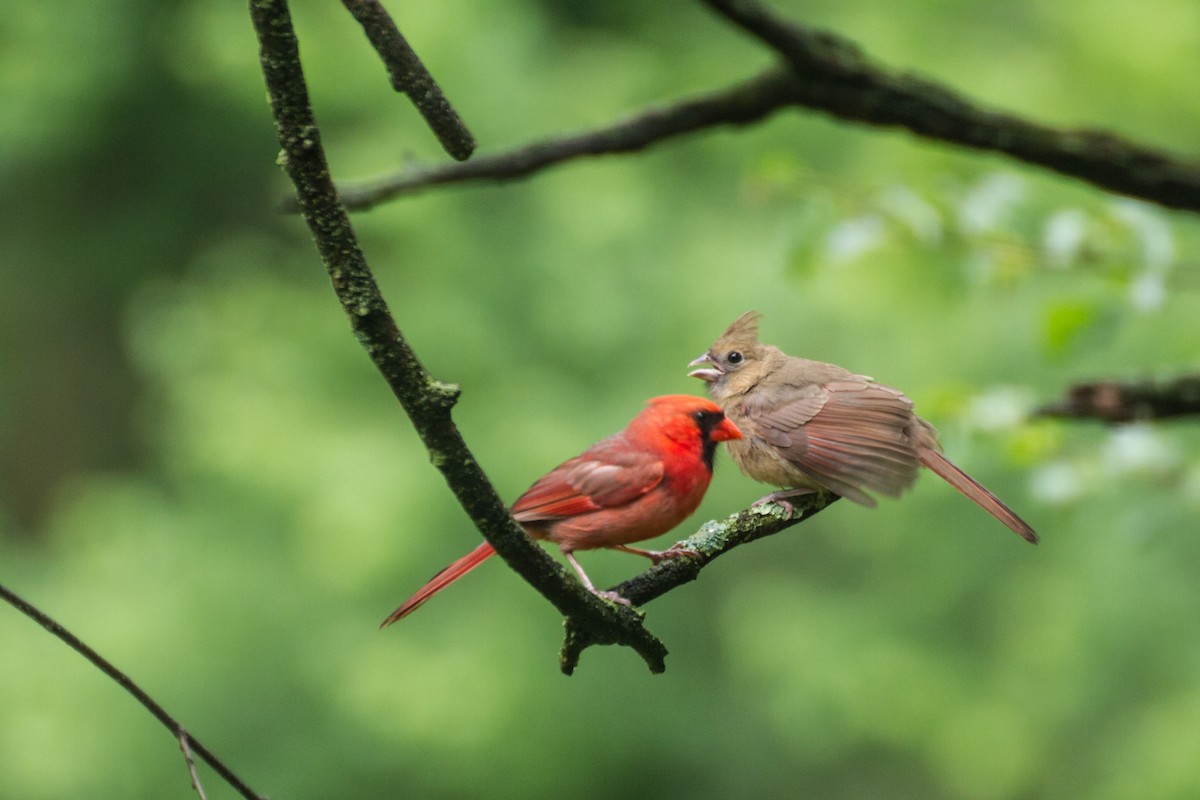 Northern Cardinal - ML659252313