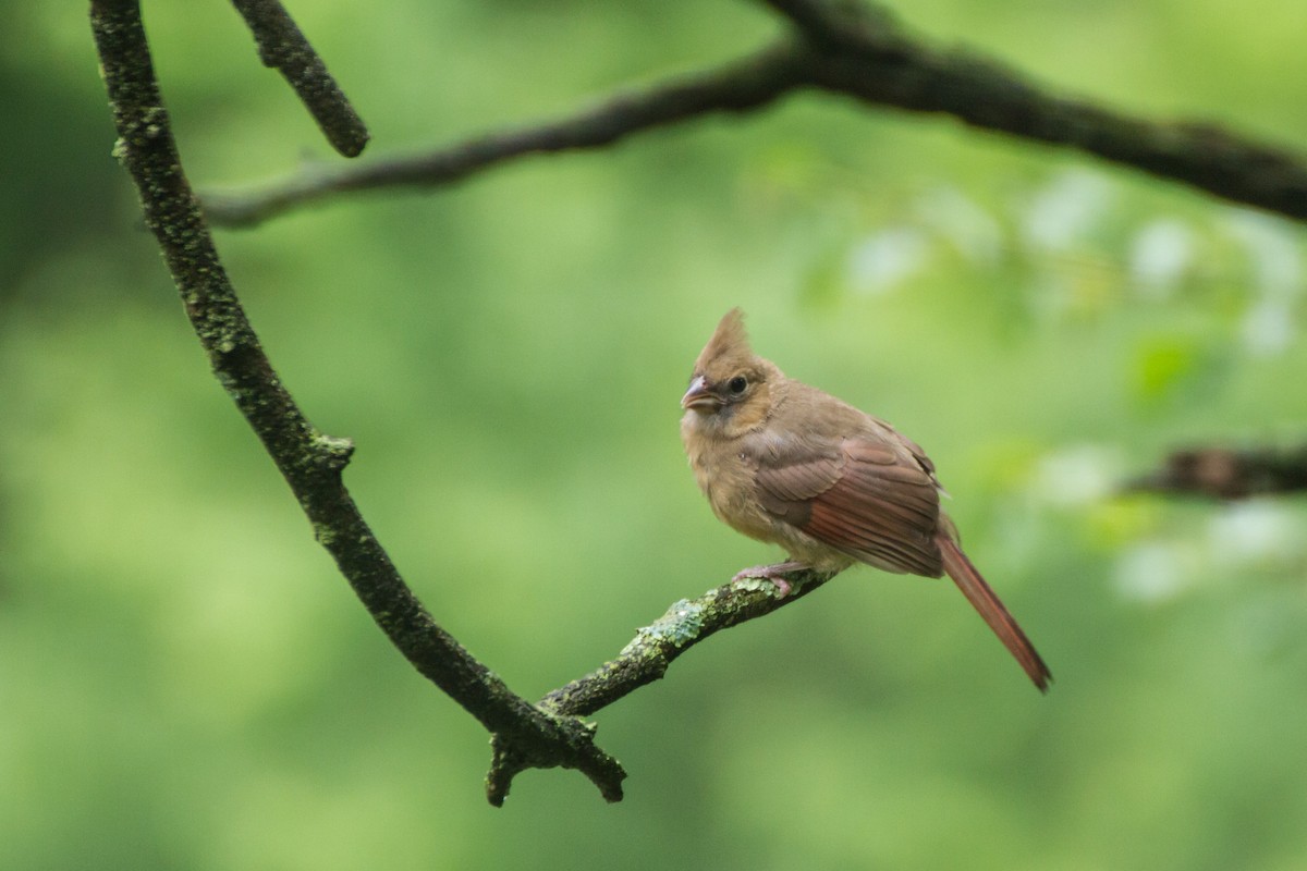 Northern Cardinal - ML659252314