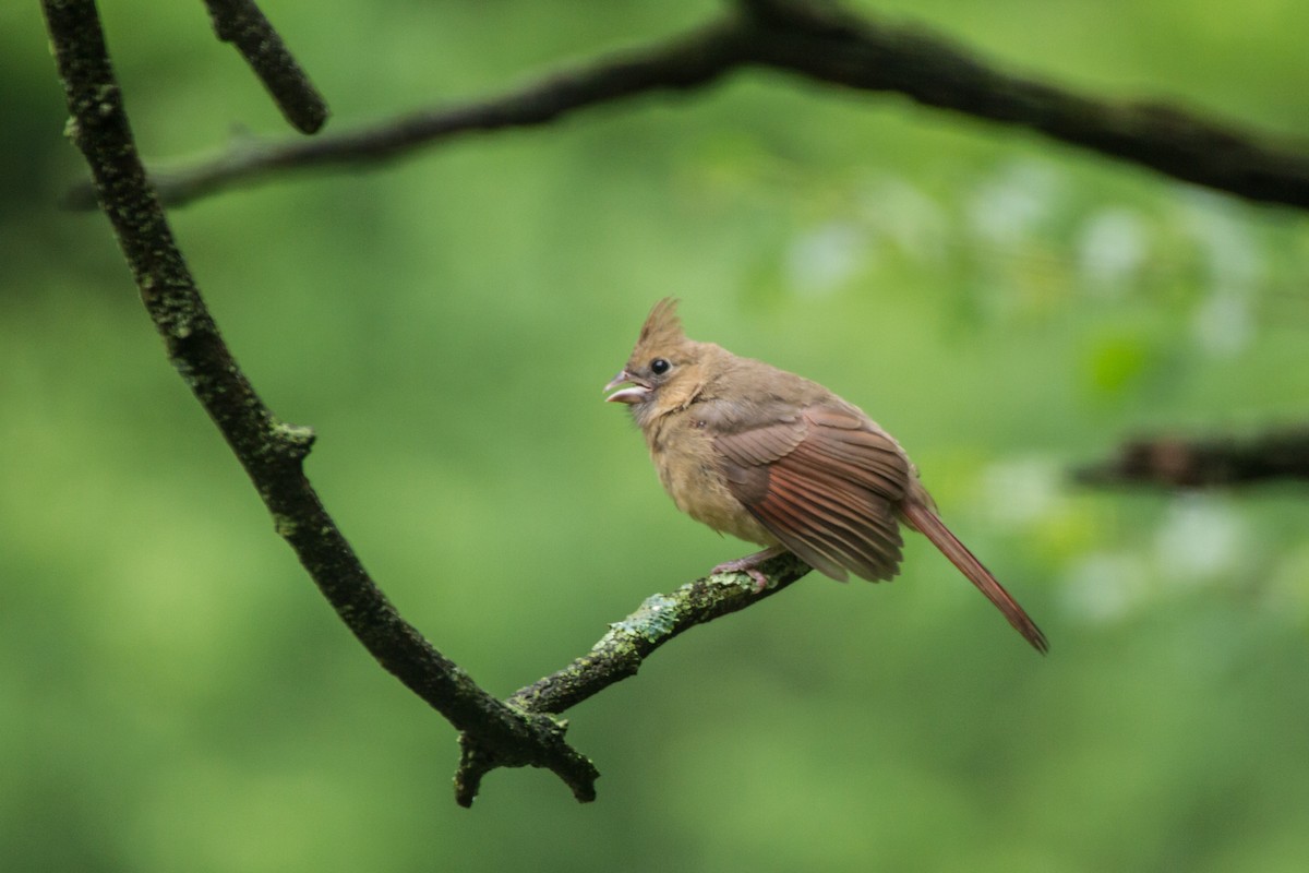 Northern Cardinal - ML659252315