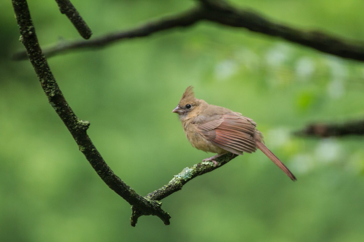 Northern Cardinal - ML659252316