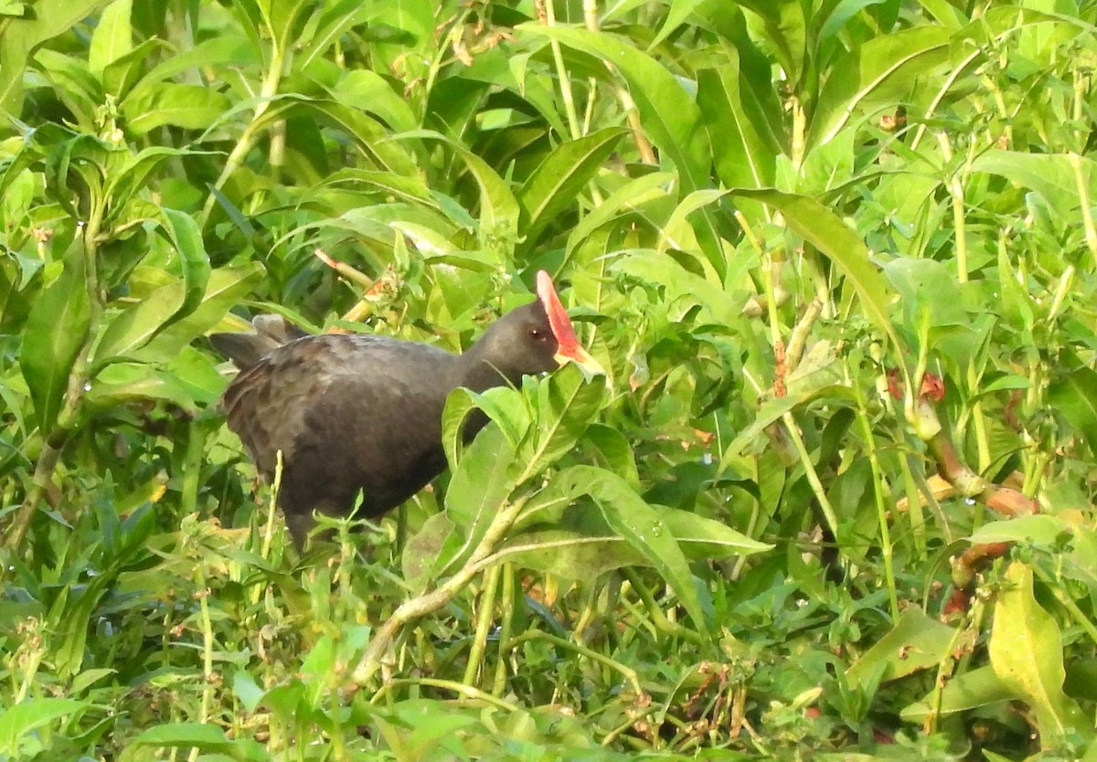 Watercock - ML659252419