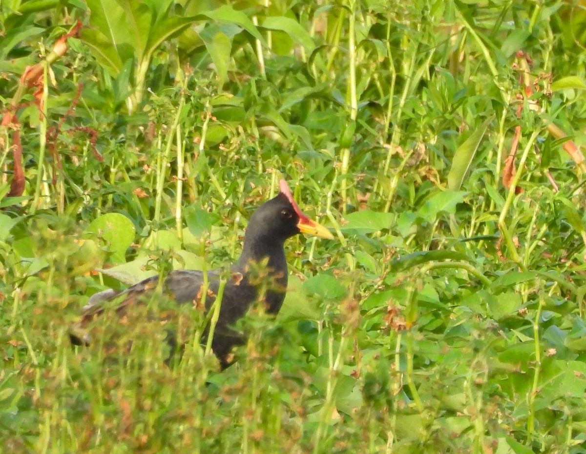 Watercock - ML659252420
