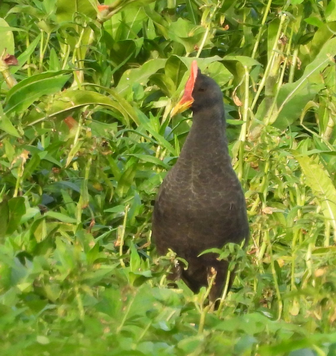 Watercock - ML659252422