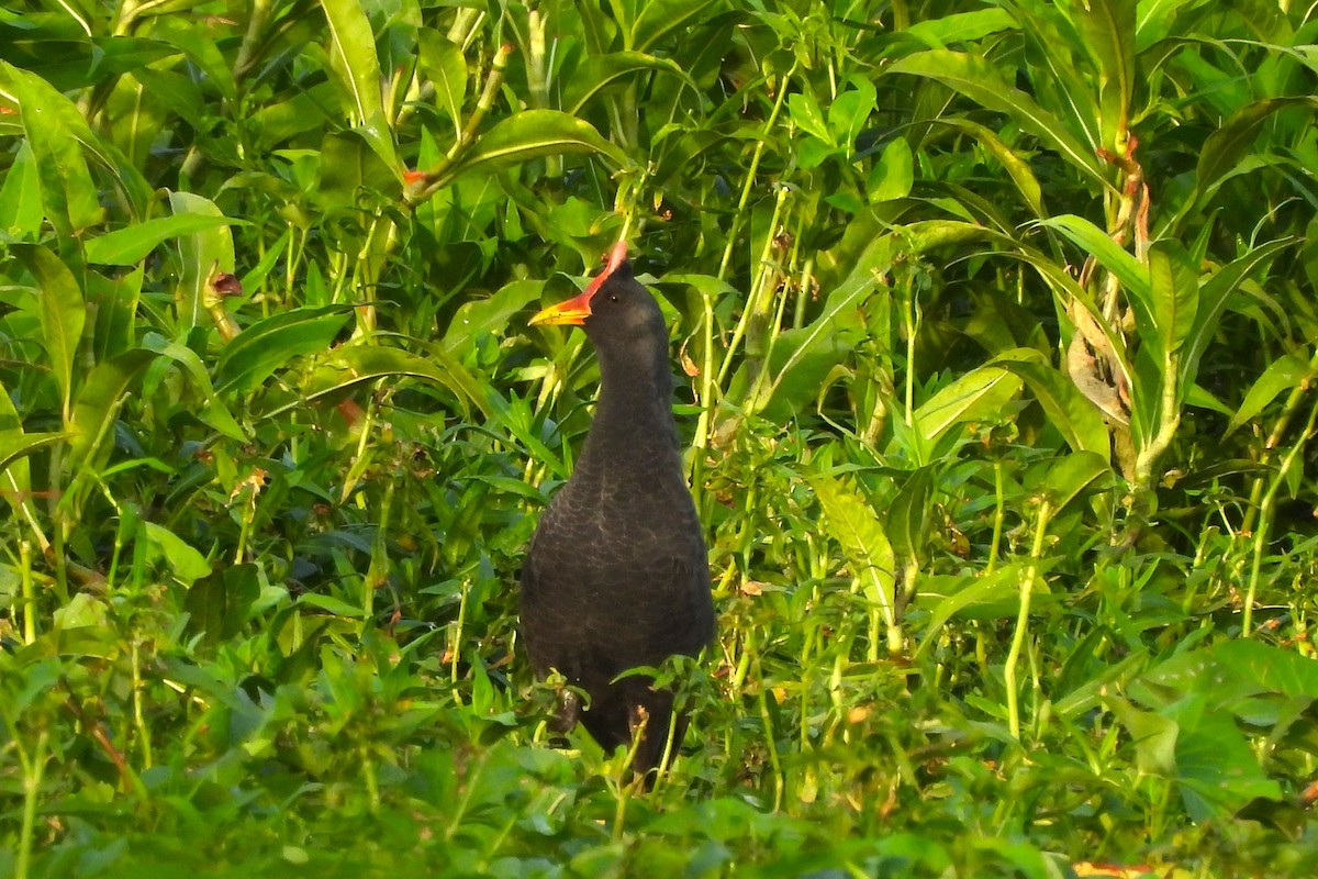 Watercock - ML659252423
