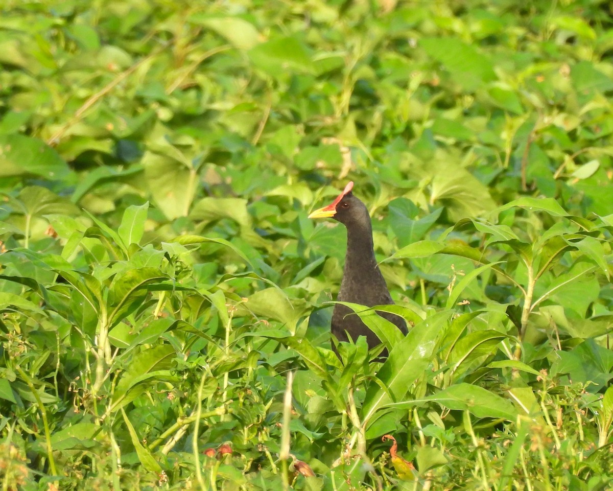 Watercock - ML659252424