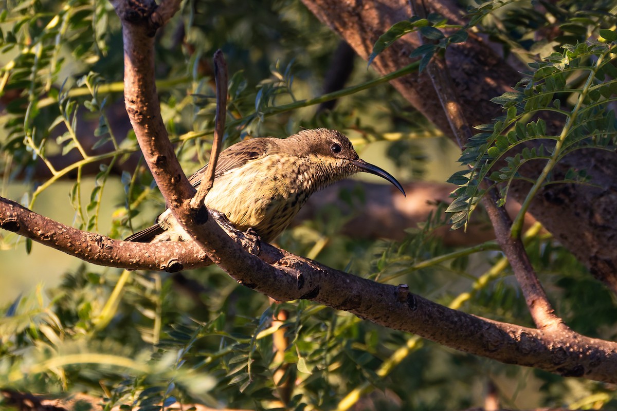 Malagasy Sunbird - ML659252492